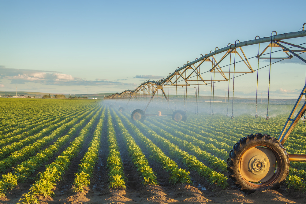 Potato Farm Irrigation